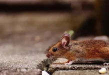 Cara Menghilangkan Bau Bangkai Tikus agar Rumah Kembali Segar