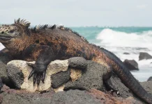 Iguana Laut, Godzilla Mini yang Hidup di Dunia Nyata
