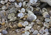 Kulit Kerang Menjadi Sumber Penghasilan, salah satunya kapur siri.
