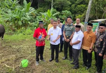 Pemkab Teluk Bintuni Salurkan Puluhan Sapi Sambut Iduladha ke Masjid