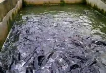 Ikan Lele Mudah di Pelihara, Ini 5 kelebihanya