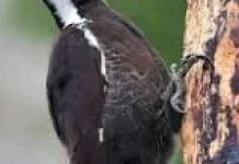 Burung Pelatuk Unik Penjaga Ekosistem Hutan Alami Dunia