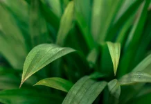 Daun Pandan Membantu Meredakan Nyeri Sendi dan Pegal