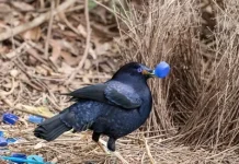 Burung Namdur si romantis dan arsitek cerdas dari papua