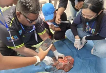 Petugas Temukan Cacing Hati pada Sapi Kurban di Manokwari