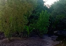 Tiga Bahaya Sampah Plastik, bagi Kelestarian Hutan Mangrove