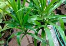 Daun Suji, Pewarna Alami dengan Segudang Manfaat