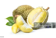 Makan Durian Berlebihan, Ketahui Dampak Baik dan Buruknya