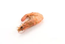 Manfaat Mengkonsumsi Kepala Udang