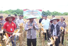 Polda Papua Barat Gelar Panen Raya Jagung Dukung Swasembada Pangan Nasional