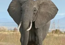 7 Keunikan Gajah yang Jarang Diketahui Banyak Orang