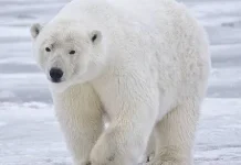 Mengungkap Keunikan Beruang Kutub Sang Penguasa Es Arktik Sejati