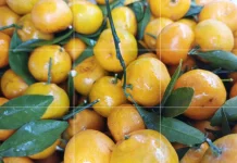 Himalaya, Rumah Pertama Buah Jeruk