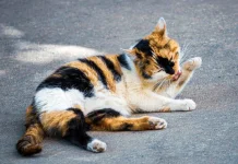 Penyebab hairball pada kucing, salah satunya masalah kulit