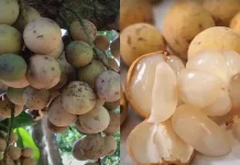 Cara menyimpan duku biar awet, bisa dibungkus pakai kertas