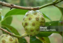 Buah Mengkudu dan Khasiatnya bagi Kesehatan