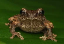 Katak Mini Philautus Candrageni Resmi Jadi Spesies Baru Indonesia