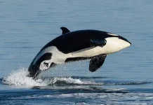 Tujuh Keunikan Ikan Paus Orca Predator Laut Paling Cerdas