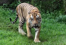 Hari Harimau Sedunia Meningkatkan Kesadaran Populasi Harimau