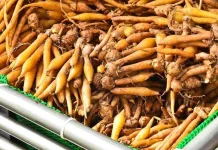 Rahasia Masakan Lezat Nusantara Ada pada Bumbu Kunci