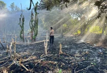 Kebakaran Lahan Tiga Titik di Teluk Bintuni Berhasil Dipadamkan