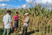 BRMP Pastikan Penangkaran Benih Jagung Sesuai Standar