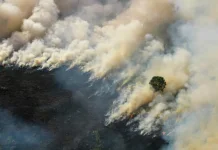 Tips Menjaga Hutan dari Kebakaran di Musim Kemarau