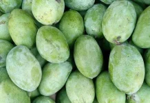 Kenali rasa dan teksturnya jenis mangga yang ada di Indonesia