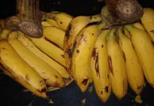 Beberapa Jenis Pisang dan Karakteristiknya