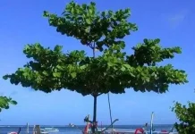 Ketapang Bukan Sekadar Pohon, Ini Fakta Mengejutkan