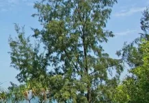 Cemara Laut Bukan Cemara Biasa, Ini Faktanya