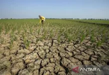 El Nino Makin Kuat, Indonesia Harus Waspada Sekarang