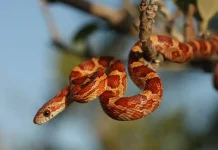 Mengenal Corn Snake, Ular Cantik Tak Berbisa yang Populer sebagai Hewan Peliharaan