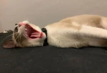 Hindari Tujuh Hal yang Membuat Kucing Stres