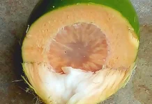 Ini Tiga Khasiat dan Manfaat Buah Pinang