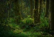 Paru-Paru Dunia: Hutan Sangat Krusial bagi Kelangsungan Hidup Manusia