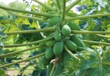 Fungsi dan Khasiat Getah Buah Pepaya