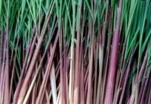 Ini Tiga Manfaat Aroma Sereh Merah