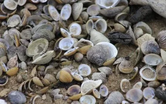 Kulit Kerang Menjadi Sumber Penghasilan, salah satunya kapur siri.