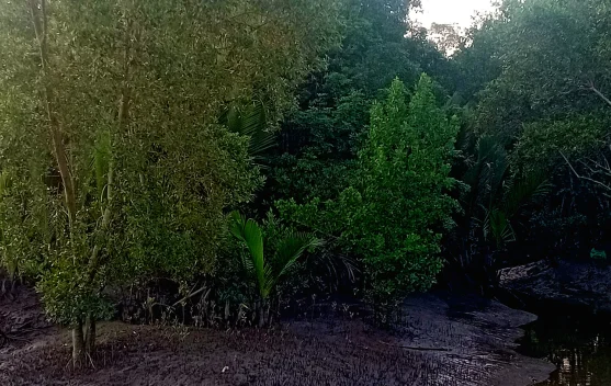 Tiga Bahaya Sampah Plastik, bagi Kelestarian Hutan Mangrove