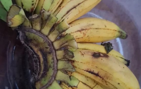 Tujuh Fakta Unik Pisang yang Jarang Diketahui Banyak Orang