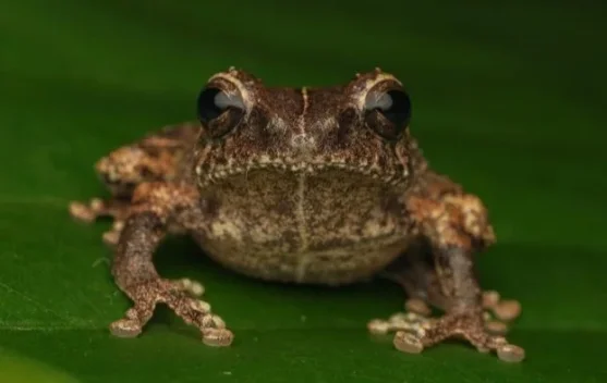 Katak Mini Philautus Candrageni Resmi Jadi Spesies Baru Indonesia
