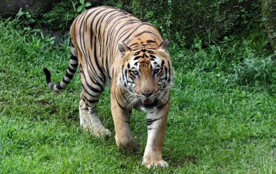 Hari Harimau Sedunia Meningkatkan Kesadaran Populasi Harimau