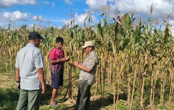 BRMP Pastikan Penangkaran Benih Jagung Sesuai Standar