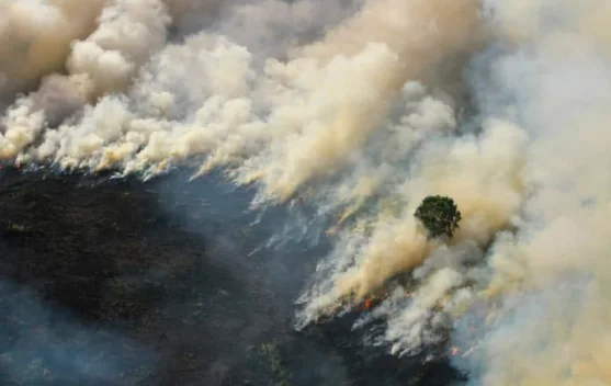 Tips Menjaga Hutan dari Kebakaran di Musim Kemarau