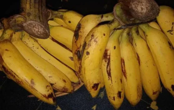 Beberapa Jenis Pisang dan Karakteristiknya