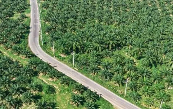 Hilirisasi Jadi Kunci Ekonomi Daerah Lebih Maju
