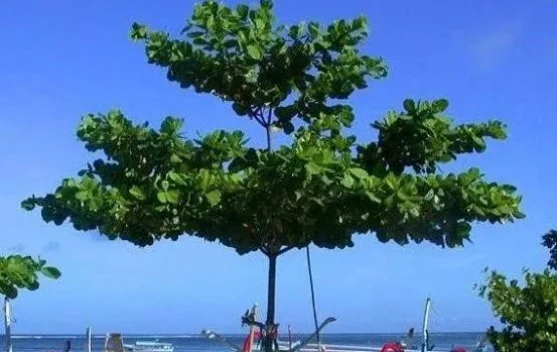 Ketapang Bukan Sekadar Pohon, Ini Fakta Mengejutkan