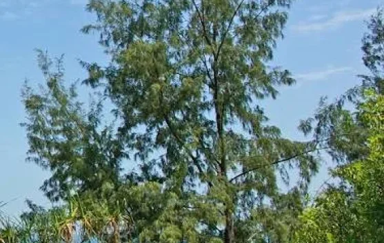 Cemara Laut Bukan Cemara Biasa, Ini Faktanya