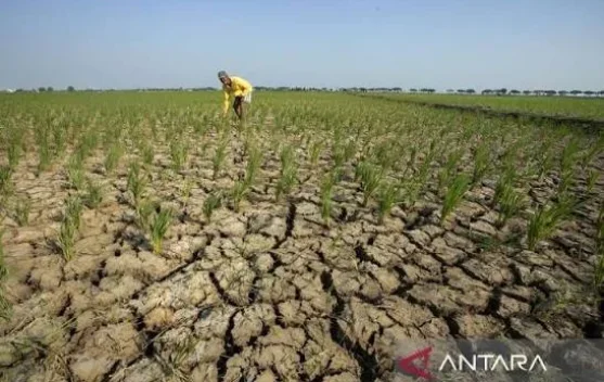 El Nino Makin Kuat, Indonesia Harus Waspada Sekarang